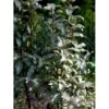 Bredbladet Sølvblad Elaeagnus Commutata Med Klump,- 125-150 Cm. 1 Bredbladet Sølvblad Elaeagnus Commutata Med Klump,- 125-150 Cm. -Plantetorvet mi15021 elaeagnus commutata 6111