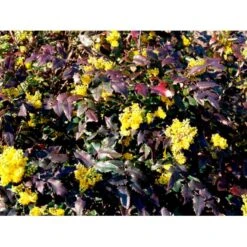 Mahonia Aquifolium 'Maqu' Mahonie 'Maqu' Med Klump,- 50-60 Cm. 6 Mahonia Aquifolium 'Maqu' Mahonie 'Maqu' Med Klump,- 50-60 Cm. -Plantetorvet mi1513 mahonia aquifolium maqu 0bcf