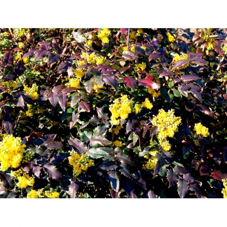 Mahonia Aquifolium 'Maqu' Mahonie 'Maqu' Med klump,- 50-60 cm. Mahonia Aquifolium 'Maqu' Mahonie 'Maqu' Med Klump,- 50-60 Cm. -Plantetorvet mi1513 mahonia aquifolium maqu 0bcf