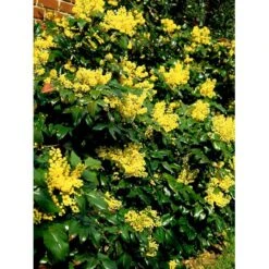 Mahonia Aquifolium 'Maqu' Mahonie 'Maqu' Med Klump,- 50-60 Cm. 4 Mahonia Aquifolium 'Maqu' Mahonie 'Maqu' Med Klump,- 50-60 Cm. -Plantetorvet mi1513 mahonia aquifolium maqu b904