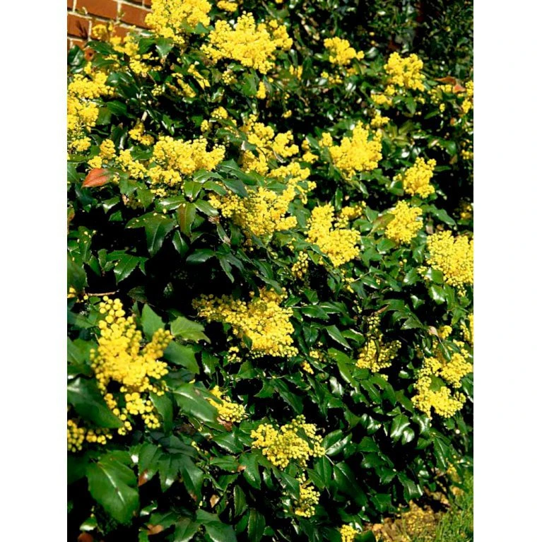 Mahonia Aquifolium 'Maqu' Mahonie 'Maqu' Med klump,- 50-60 cm. Mahonia Aquifolium 'Maqu' Mahonie 'Maqu' Med Klump,- 50-60 Cm. -Plantetorvet mi1513 mahonia aquifolium maqu b904