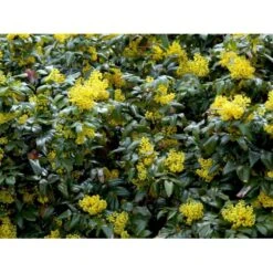 Mahonia Aquifolium 'Maqu' Mahonie 'Maqu' Med Klump,- 50-60 Cm. 5 Mahonia Aquifolium 'Maqu' Mahonie 'Maqu' Med Klump,- 50-60 Cm. -Plantetorvet mi1513 mahonia aquifolium maqu d87d