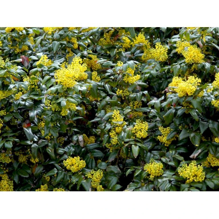Mahonia Aquifolium 'Maqu' Mahonie 'Maqu' Med klump,- 50-60 cm. Mahonia Aquifolium 'Maqu' Mahonie 'Maqu' Med Klump,- 50-60 Cm. -Plantetorvet mi1513 mahonia aquifolium maqu d87d