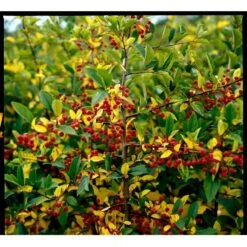 Sargentsæble Malus Sargentii Solitær Busk 150-200 Cm. - Med Klump 4 Sargentsæble Malus Sargentii Solitær Busk 150-200 Cm. - Med Klump -Plantetorvet mi1517 malus toringo var sargentii 42b8