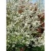 Almindelig Vildæble Malus Sylvestris Potte 7,5 Liter 150-175 Cm. -Plantetorvet mi1524 malus sylvestris b9b4
