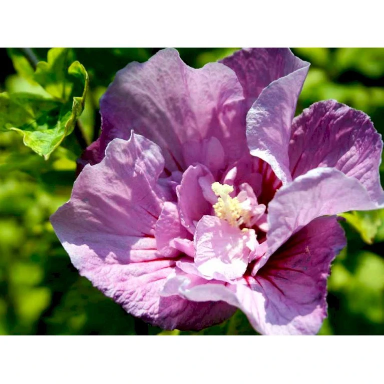 Syrisk Rose 'Lavender Chiffon' (R) Hibiscus Syriacus 'Lavender Chiffon' (r) 5 Liter potte Syrisk Rose 'Lavender Chiffon' (R) Hibiscus Syriacus 'Lavender Chiffon' (r) 5 Liter Potte -Plantetorvet mi15312 hibiscus syriacus lavender chiffon 7038