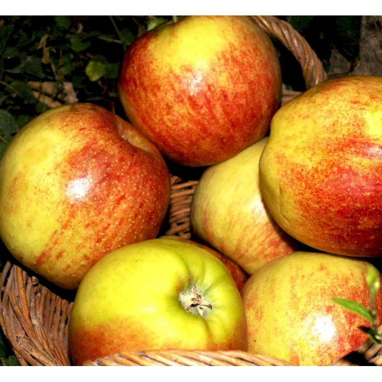 Æble 'Jonagold' Malus X 'Jonagold' Træ med sidegrene,- stammeomkreds 20-25 cm. med klump Æble 'Jonagold' Malus X 'Jonagold' Træ Med Sidegrene,- Stammeomkreds 20-25 Cm. Med Klump -Plantetorvet mi1532 malus domestica jonagold 53f6