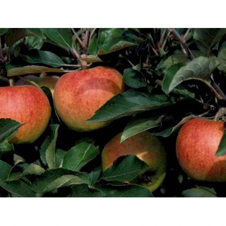 Æble 'Jonagold' Malus X 'Jonagold' Træ med sidegrene,- stammeomkreds 20-25 cm. med klump Æble 'Jonagold' Malus X 'Jonagold' Træ Med Sidegrene,- Stammeomkreds 20-25 Cm. Med Klump -Plantetorvet mi1532 malus domestica jonagold 9e85