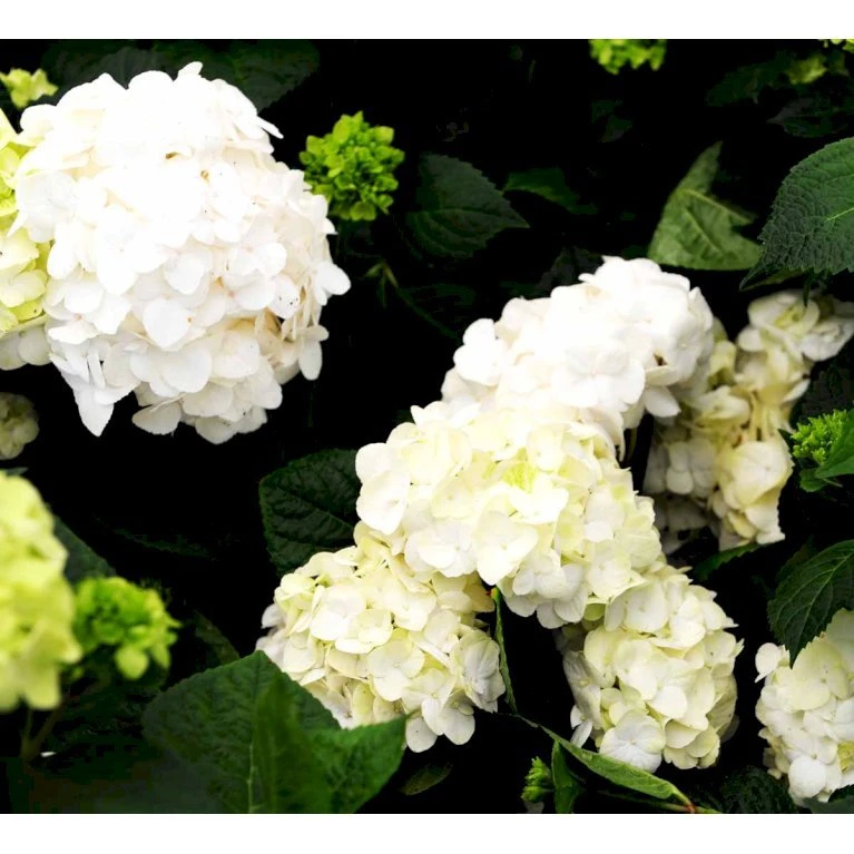 Hortensia 'Endless Summer The Bride' Hydrangea 'Endless Summer The Bride' 5 Liter potte Hortensia 'Endless Summer The Bride' Hydrangea 'Endless Summer The Bride' 5 Liter Potte -Plantetorvet mi15435 hydrangea macrophylla the bride a11d