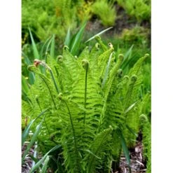 Kurvebregne Matteuccia Orientalis 1 Liter Potte -Plantetorvet mi1546 matteuccia struthiopteris 73e3