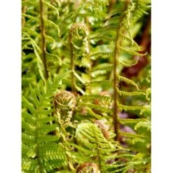 Kurvebregne Matteuccia Orientalis 1 Liter Potte -Plantetorvet mi1546 matteuccia struthiopteris 8ce8