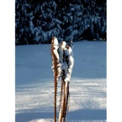 Kurvebregne Matteuccia Orientalis 1 Liter Potte -Plantetorvet mi1546 matteuccia struthiopteris ddc9