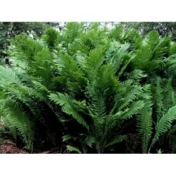 Kurvebregne Matteuccia Orientalis 1 Liter Potte -Plantetorvet mi1546 matteuccia struthiopteris ebcc