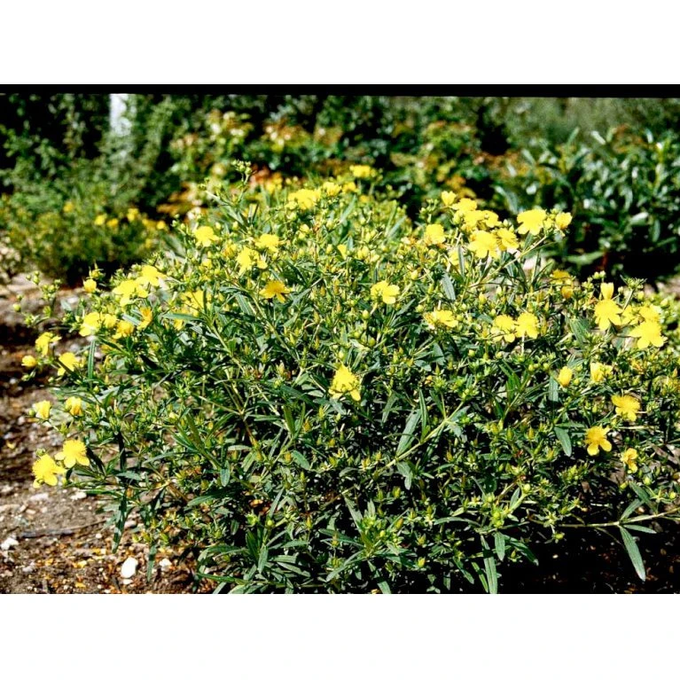 Perikon 'Gemo' Hypericum Erectum 'Gemo' 3,5 liter potte, Nordic Perikon 'Gemo' Hypericum Erectum 'Gemo' 3,5 Liter Potte, Nordic -Plantetorvet mi15501 hypericum kalmianum gemo b0c8