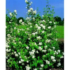 Uægte Jasmin 'Schneesturm' Philadelphus Virginalis 'Schneesturm' Med Klump,- 150-175 Cm. -Plantetorvet mi15797 philadelphus virgina schneesturm 767a
