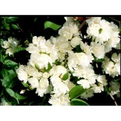 Uægte Jasmin 'Schneesturm' Philadelphus Virginalis 'Schneesturm' Med Klump,- 150-175 Cm. -Plantetorvet mi15797 philadelphus virgina schneesturm a48f