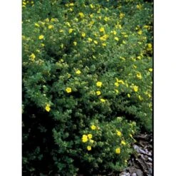 Buskpotentil 'Kobold' Potentilla Fruticosa 'Kobold' Potte 2,0 Liter,- 25-30 Cm. -Plantetorvet mi15906 potentilla fruticosa e767