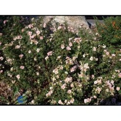 Buskpotentil 'Pink Queen' Potentilla Fruticosa 'Pink Queen' Potte 2,0 Liter,- 25-30 Cm. -Plantetorvet mi15935 potentilla fruticosa pink queen b5e9