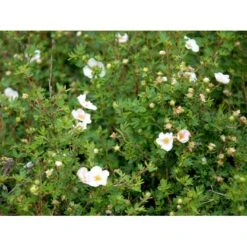 Buskpotentil 'Pink Queen' Potentilla Fruticosa 'Pink Queen' Potte 2,0 Liter,- 25-30 Cm. -Plantetorvet mi15935 potentilla fruticosa pink queen fa78