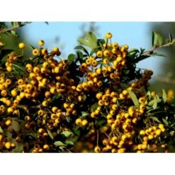 Ildtorn 'Soleil D'Or' Pyracantha Coccinea 'soleil D'Or' 3,5 Liter Potte 4 Ildtorn 'Soleil D'Or' Pyracantha Coccinea 'soleil D'Or' 3,5 Liter Potte -Plantetorvet mi16032 pyracantha soleil d or 8eba