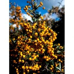 Ildtorn 'Soleil D'Or' Pyracantha Coccinea 'soleil D'Or' 3,5 Liter Potte 5 Ildtorn 'Soleil D'Or' Pyracantha Coccinea 'soleil D'Or' 3,5 Liter Potte -Plantetorvet mi16032 pyracantha soleil d or e034