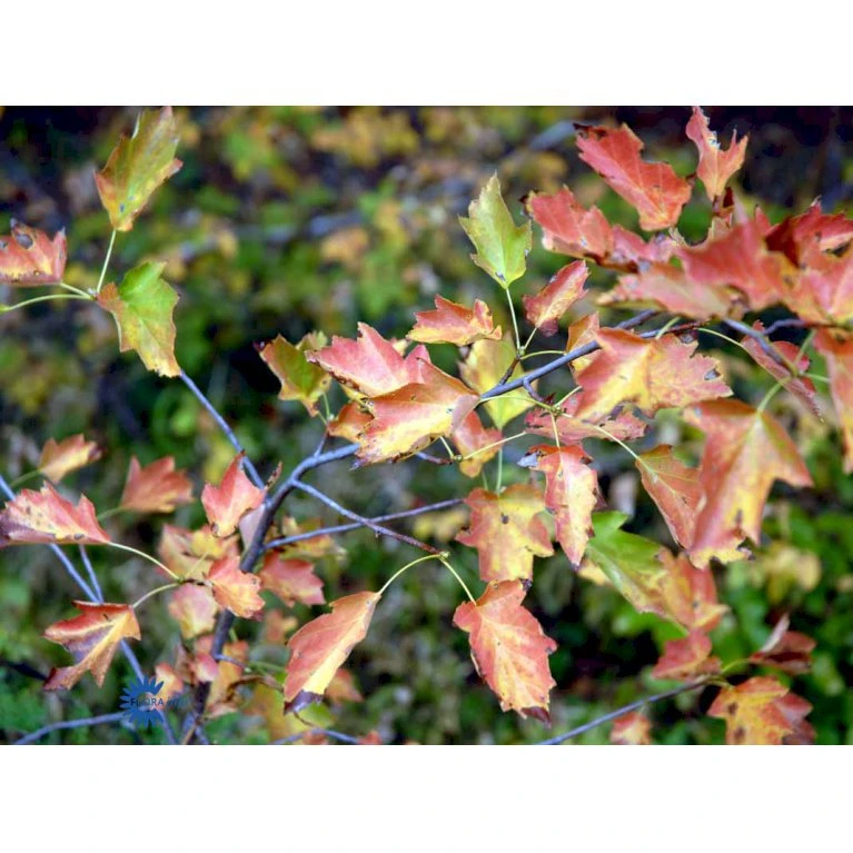 Tarmvridrøn Sorbus Torminalis Heister 175-200 cm. Med potte Tarmvridrøn Sorbus Torminalis Heister 175-200 Cm. Med Potte -Plantetorvet mi16183 sorbus torminalis 17f6