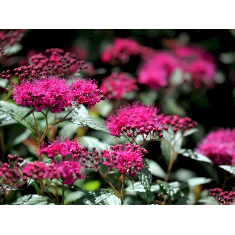 Spiræa 'Anthony Waterer' Spiraea X Bumalda 'Anthony Waterer' Potte 3,0 liter,- 30-40 cm. Spiræa 'Anthony Waterer' Spiraea X Bumalda 'Anthony Waterer' Potte 3,0 Liter,- 30-40 Cm. -Plantetorvet mi16194 spiraea japonica anthony waterer 5704
