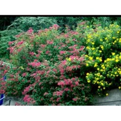 Spiræa 'Anthony Waterer' Spiraea X Bumalda 'Anthony Waterer' Potte 3,0 Liter,- 30-40 Cm. 5 Spiræa 'Anthony Waterer' Spiraea X Bumalda 'Anthony Waterer' Potte 3,0 Liter,- 30-40 Cm. -Plantetorvet mi16194 spiraea japonica anthony waterer 9039