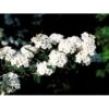 Spiræa Vanhouttei Spiraea X Vanhouttei 5 Liter Potte -Plantetorvet mi16214 spiraea vanhouttei 84bc