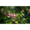 Rosa Snebær - Symphoricarpos X Doorenbosii 'Mother Of Pearl' - Hækplanter