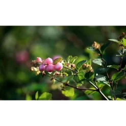Rosa Snebær - Symphoricarpos X Doorenbosii 'Mother Of Pearl' - Hækplanter