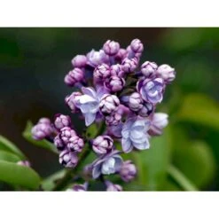 'Michel Büchner' Syringa Vul. 'Michel Büchner' (storblomstrende) Med Klump,- 150-175 Cm. 5 'Michel Büchner' Syringa Vul. 'Michel Büchner' (storblomstrende) Med Klump,- 150-175 Cm. -Plantetorvet mi16316 syringa vulgaris michel buchner 180e