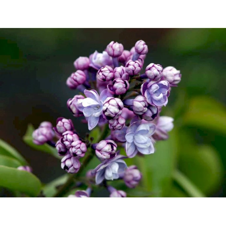 'Michel Büchner' Syringa Vul. 'Michel Büchner' (storblomstrende) Med klump,- 150-175 cm. 'Michel Büchner' Syringa Vul. 'Michel Büchner' (storblomstrende) Med Klump,- 150-175 Cm. -Plantetorvet mi16316 syringa vulgaris michel buchner 180e