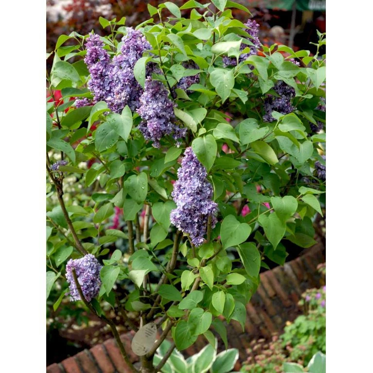 'Michel Büchner' Syringa Vul. 'Michel Büchner' (storblomstrende) Med klump,- 150-175 cm. 'Michel Büchner' Syringa Vul. 'Michel Büchner' (storblomstrende) Med Klump,- 150-175 Cm. -Plantetorvet mi16316 syringa vulgaris michel buchner 2306