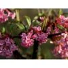 Kejserbusk Viburnum X Bodnantense 'Dawn' Med Klump,- 125-150 Cm. -Plantetorvet mi16389 viburnum bodnantense dawn 1ed8