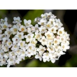 Duft-snebolle (vintergrøn) Viburnum X Burkwoodii Solitær Busk 150-175 Cm. Høj,- 100-150 Cm. Bred., Med Trådklump 6 Duft-snebolle (vintergrøn) Viburnum X Burkwoodii Solitær Busk 150-175 Cm. Høj,- 100-150 Cm. Bred., Med Trådklump -Plantetorvet mi16391 viburnum burkwoodii 0e12