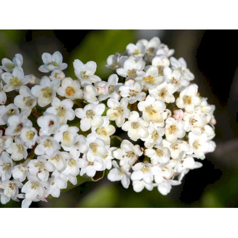 Duft-snebolle (vintergrøn) Viburnum X Burkwoodii Solitær busk 150-175 cm. høj,- 100-150 cm. bred., med trådklump Duft-snebolle (vintergrøn) Viburnum X Burkwoodii Solitær Busk 150-175 Cm. Høj,- 100-150 Cm. Bred., Med Trådklump -Plantetorvet mi16391 viburnum burkwoodii 0e12