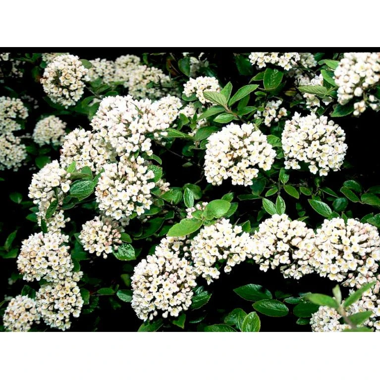 Duft-snebolle (vintergrøn) Viburnum X Burkwoodii Solitær busk 150-175 cm. høj,- 100-150 cm. bred., med trådklump Duft-snebolle (vintergrøn) Viburnum X Burkwoodii Solitær Busk 150-175 Cm. Høj,- 100-150 Cm. Bred., Med Trådklump -Plantetorvet mi16391 viburnum burkwoodii 373e