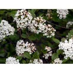 Duft-snebolle (vintergrøn) Viburnum X Burkwoodii Solitær Busk 150-175 Cm. Høj,- 100-150 Cm. Bred., Med Trådklump 5 Duft-snebolle (vintergrøn) Viburnum X Burkwoodii Solitær Busk 150-175 Cm. Høj,- 100-150 Cm. Bred., Med Trådklump -Plantetorvet mi16391 viburnum burkwoodii 64ff