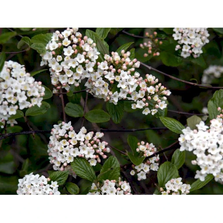 Duft-snebolle (vintergrøn) Viburnum X Burkwoodii Solitær busk 150-175 cm. høj,- 100-150 cm. bred., med trådklump Duft-snebolle (vintergrøn) Viburnum X Burkwoodii Solitær Busk 150-175 Cm. Høj,- 100-150 Cm. Bred., Med Trådklump -Plantetorvet mi16391 viburnum burkwoodii 64ff