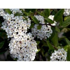 Duft-snebolle (vintergrøn) Viburnum X Burkwoodii Solitær Busk 150-175 Cm. Høj,- 100-150 Cm. Bred., Med Trådklump 8 Duft-snebolle (vintergrøn) Viburnum X Burkwoodii Solitær Busk 150-175 Cm. Høj,- 100-150 Cm. Bred., Med Trådklump -Plantetorvet mi16391 viburnum burkwoodii d3c0