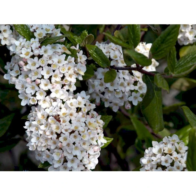 Duft-snebolle (vintergrøn) Viburnum X Burkwoodii Solitær busk 150-175 cm. høj,- 100-150 cm. bred., med trådklump Duft-snebolle (vintergrøn) Viburnum X Burkwoodii Solitær Busk 150-175 Cm. Høj,- 100-150 Cm. Bred., Med Trådklump -Plantetorvet mi16391 viburnum burkwoodii d3c0