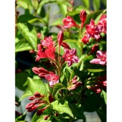 Klokkebusk 'Bristol Ruby' Weigela Hybrid 'Bristol Ruby' Potte 2,0 Liter,- 40-60 Cm. -Plantetorvet mi16429 weigela bristol ruby 61ec