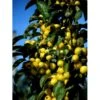 Paradisæble 'Golden Hornet' Malus Hybrid 'Golden Hornet' Potte 10 Liter 150-175 Cm. -Plantetorvet mi16475 malus zumi golden hornet 8225