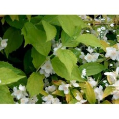 Uægte Jasmin 'Aureus' Philadelphus Caucasicus 'Aureus' 5 Liter Potte -Plantetorvet mi1652 philadelphus caucasicus aureus 45f3