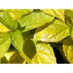 Uægte Jasmin 'Aureus' Philadelphus Caucasicus 'Aureus' 5 Liter Potte -Plantetorvet mi1652 philadelphus caucasicus aureus fa8c