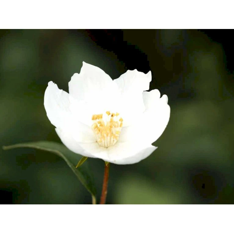 Uægte Jasmin 'Silberregen' Philadelphus Purpureomacu 'Silberregen' 3,5 liter potte Uægte Jasmin 'Silberregen' Philadelphus Purpureomacu 'Silberregen' 3,5 Liter Potte -Plantetorvet mi1657 philadelphus purpureomacu silberregen 9bab