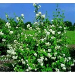 Uægte Jasmin 'Virginalis' Philadelphus 'Virginalis' Med Klump,- 150-175 Cm. 4 Uægte Jasmin 'Virginalis' Philadelphus 'Virginalis' Med Klump,- 150-175 Cm. -Plantetorvet mi1658 philadelphus virginalis cf29