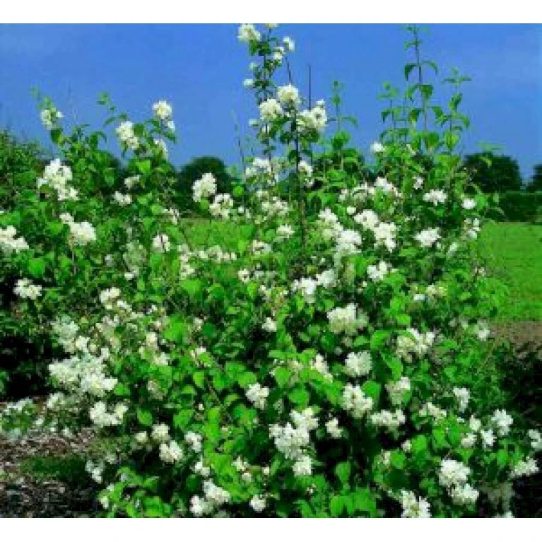 Uægte Jasmin 'Virginalis' Philadelphus 'Virginalis' Med klump,- 150-175 cm. Uægte Jasmin 'Virginalis' Philadelphus 'Virginalis' Med Klump,- 150-175 Cm. -Plantetorvet mi1658 philadelphus virginalis cf29