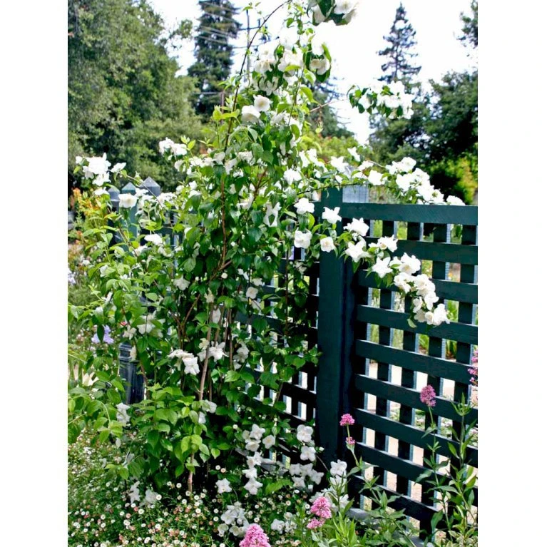 Uægte Jasmin 'Virginalis' Philadelphus 'Virginalis' Med klump,- 150-175 cm. Uægte Jasmin 'Virginalis' Philadelphus 'Virginalis' Med Klump,- 150-175 Cm. -Plantetorvet mi1658 philadelphus virginalis e857